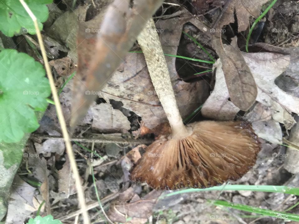 Upside down mushroom