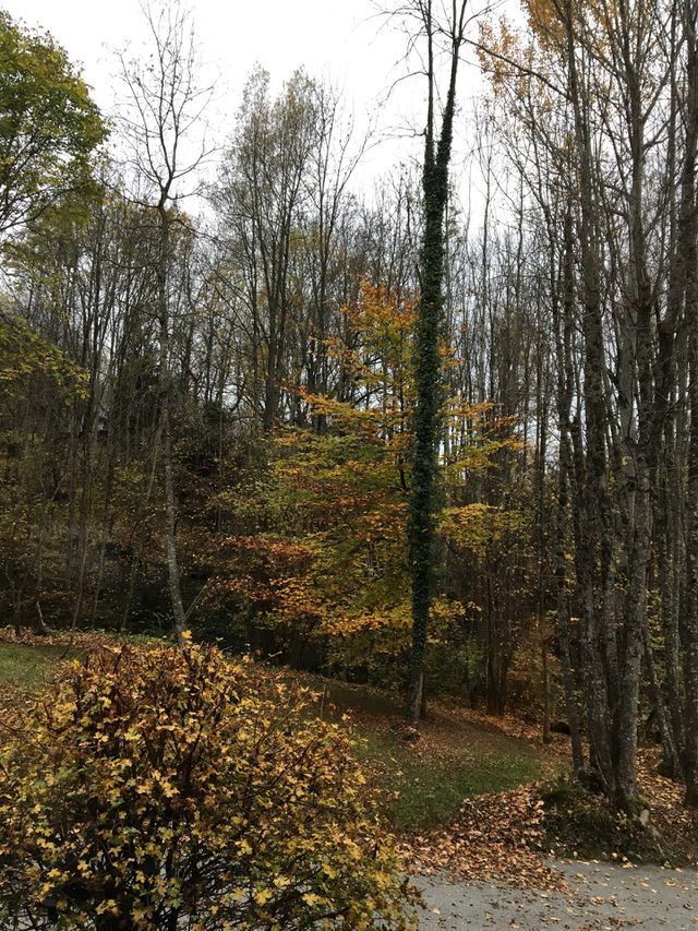 Fall outside my window