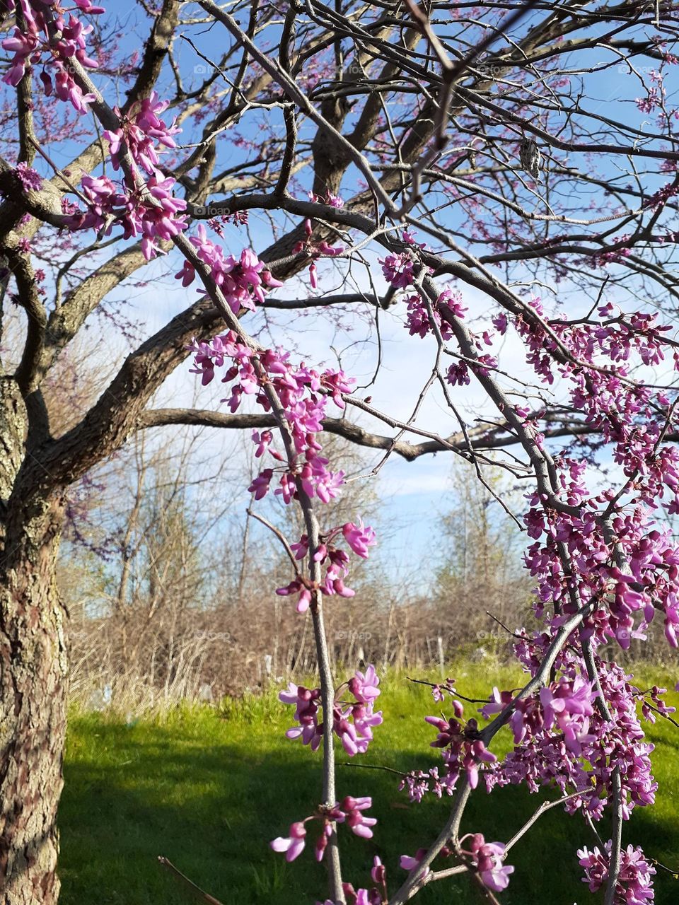 Redbud Framing