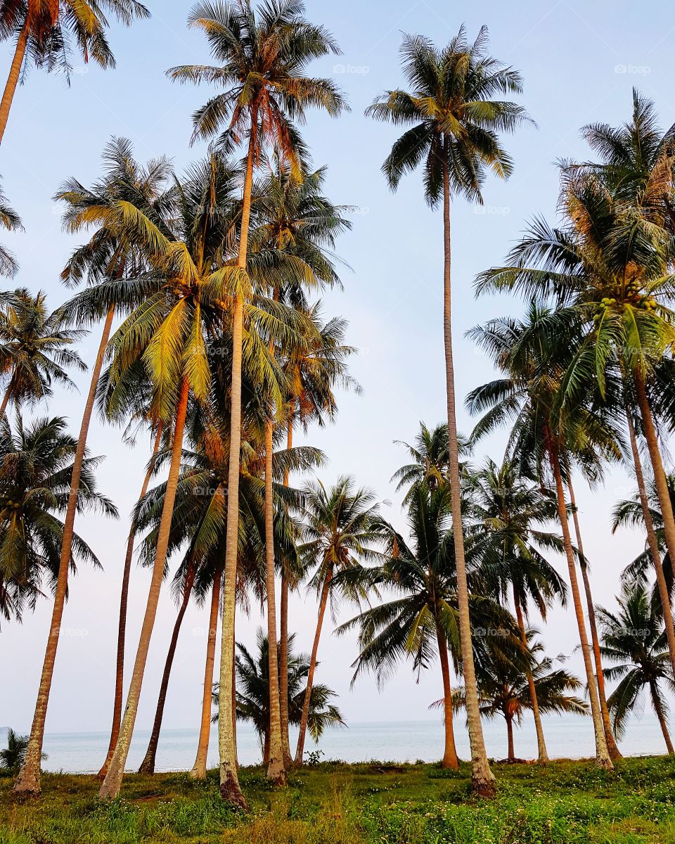 Coconut trees beside beach