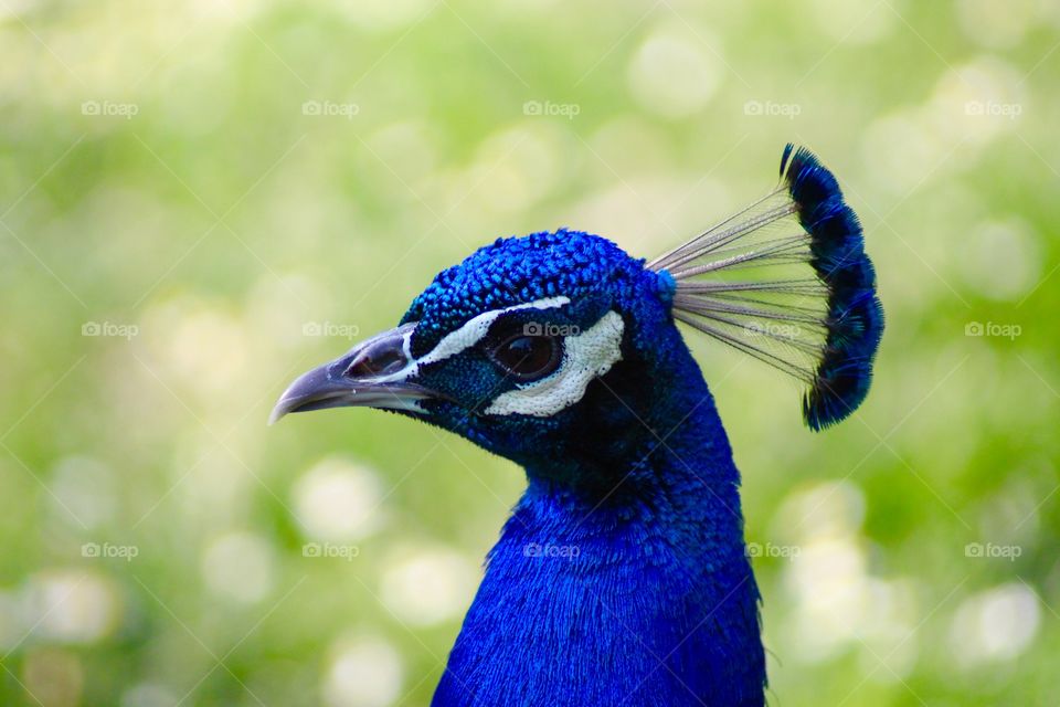 The Peacock