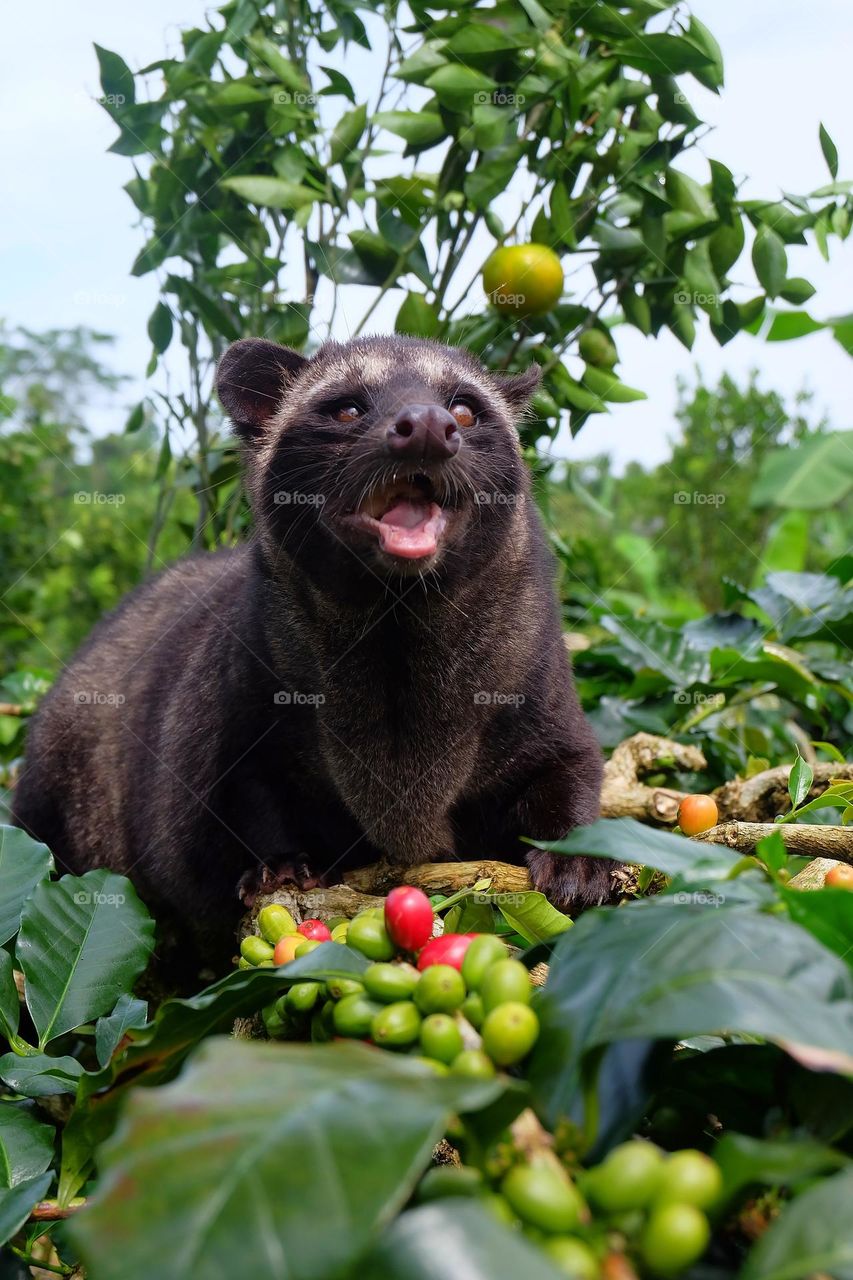 mother mongoose is looking for food