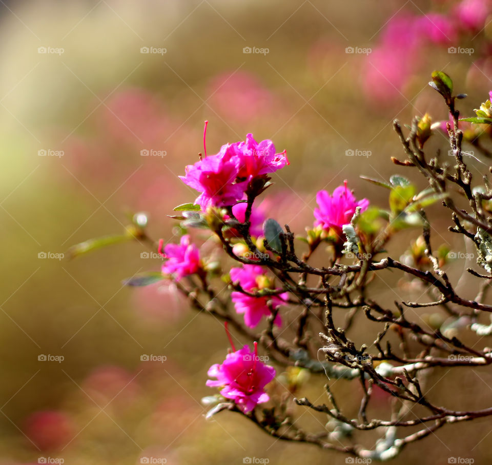 Flower, Nature, Flora, Garden, Leaf