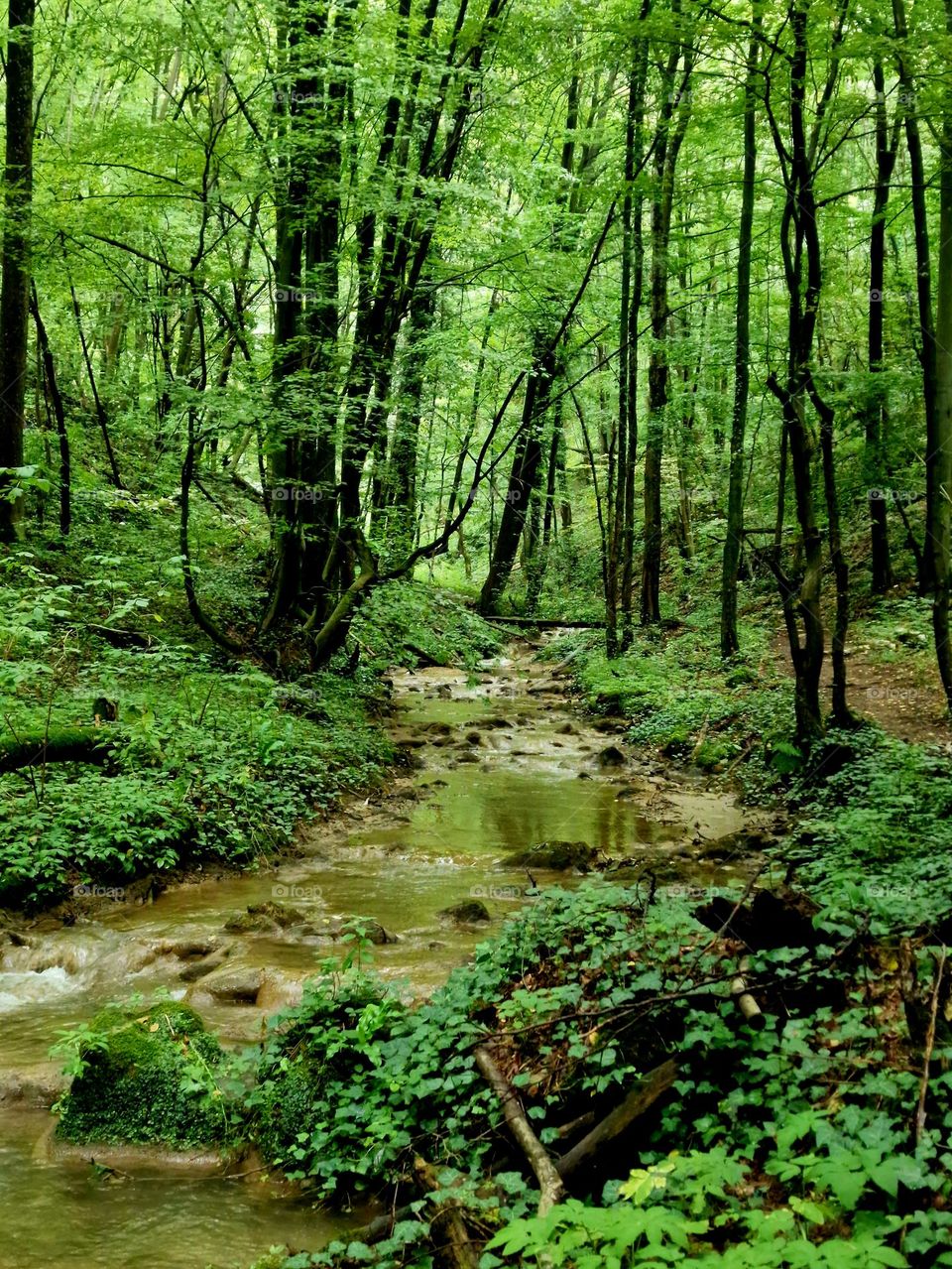 green forest