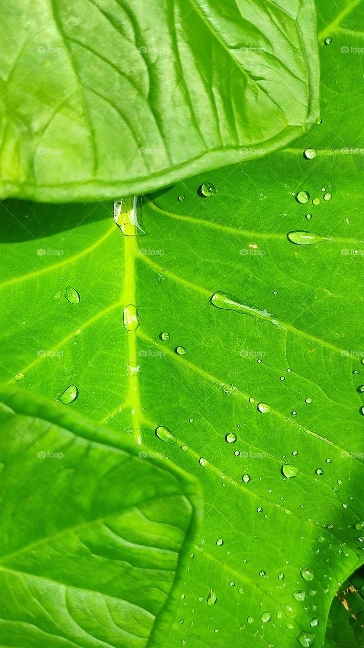 Beautiful water drops on a big leaf