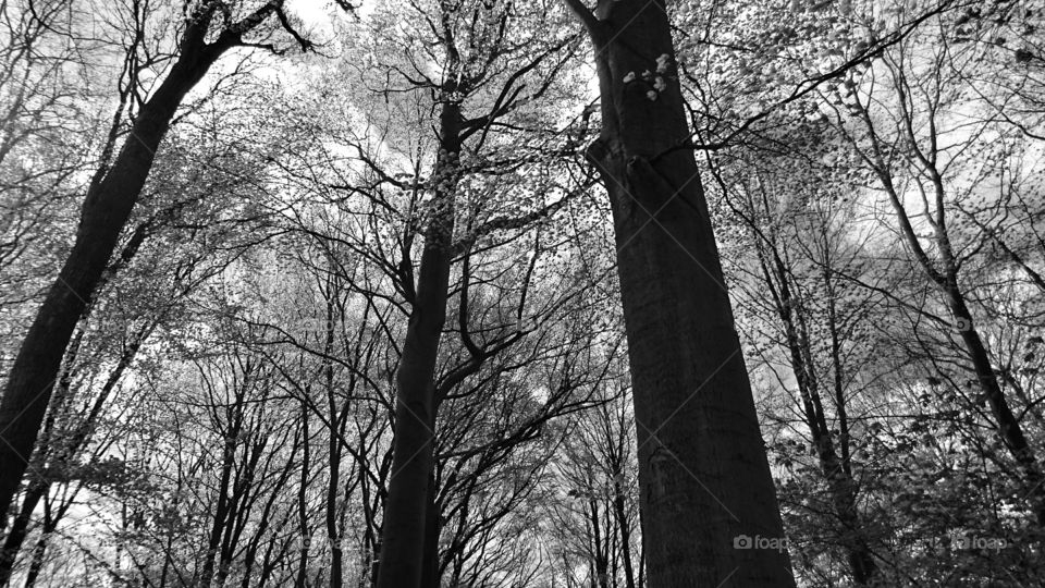 Black And White trees 