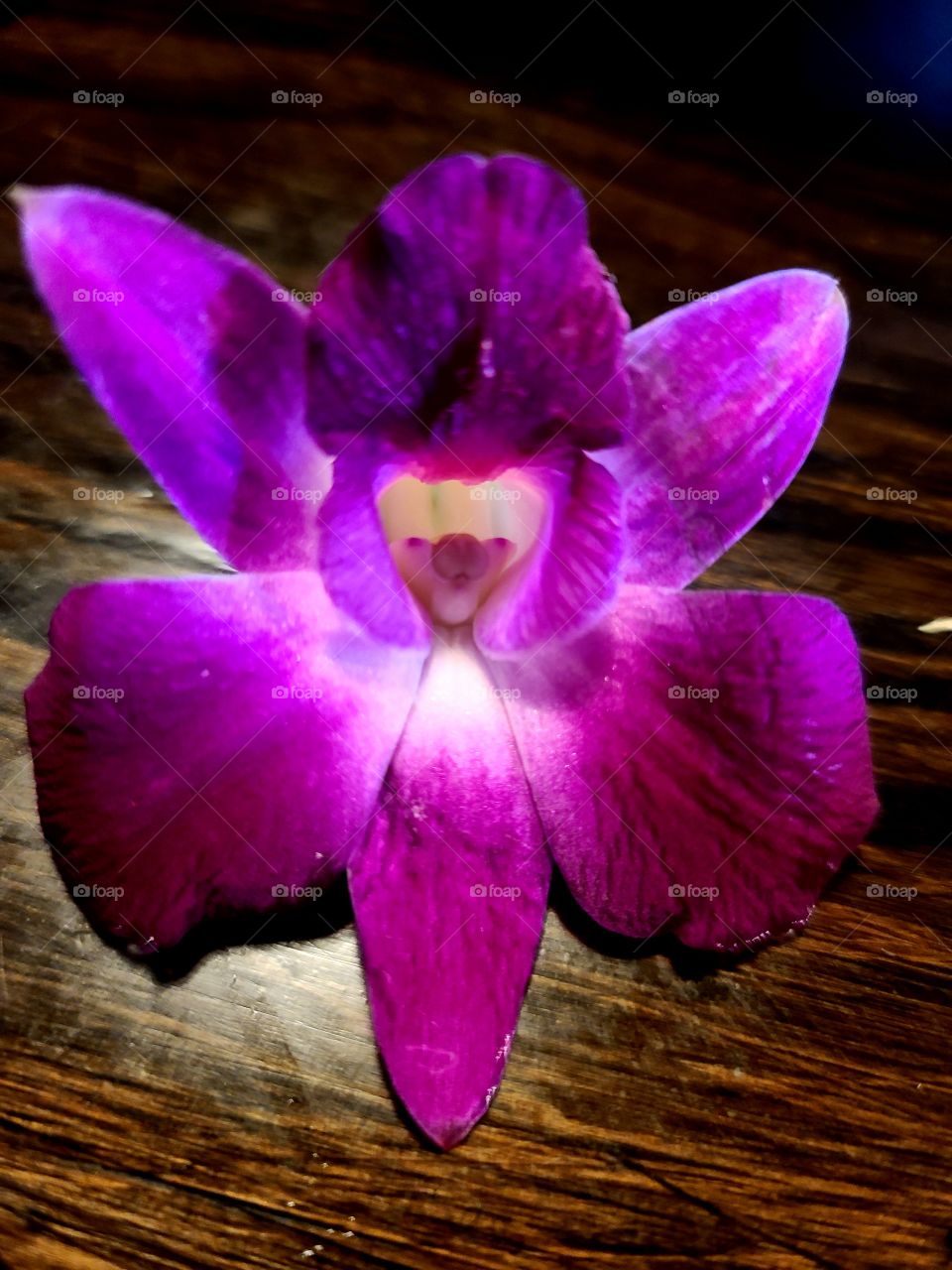 Purple orchid