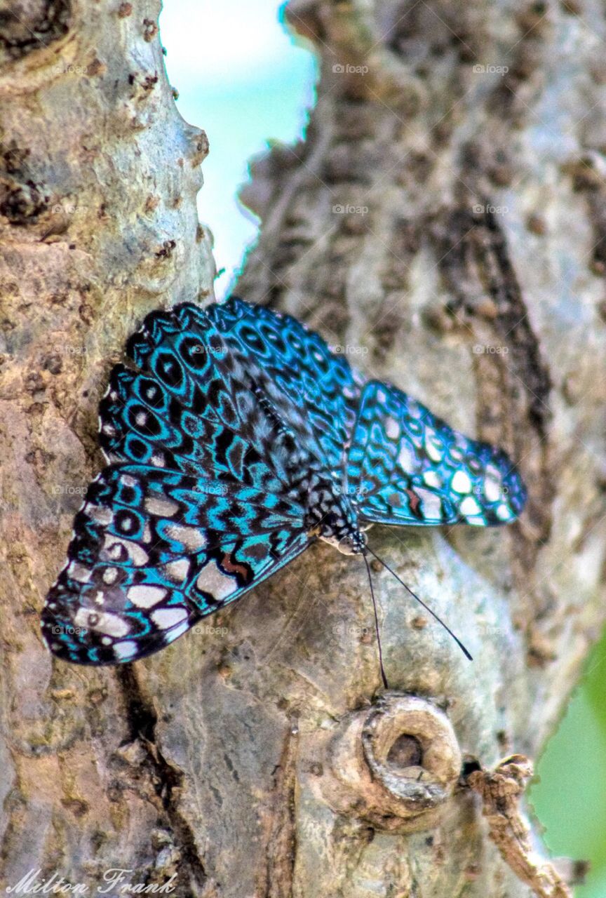 Buttlerfly “Estaladeira”