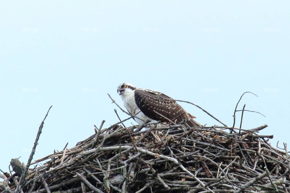 Osprey in a huge nest