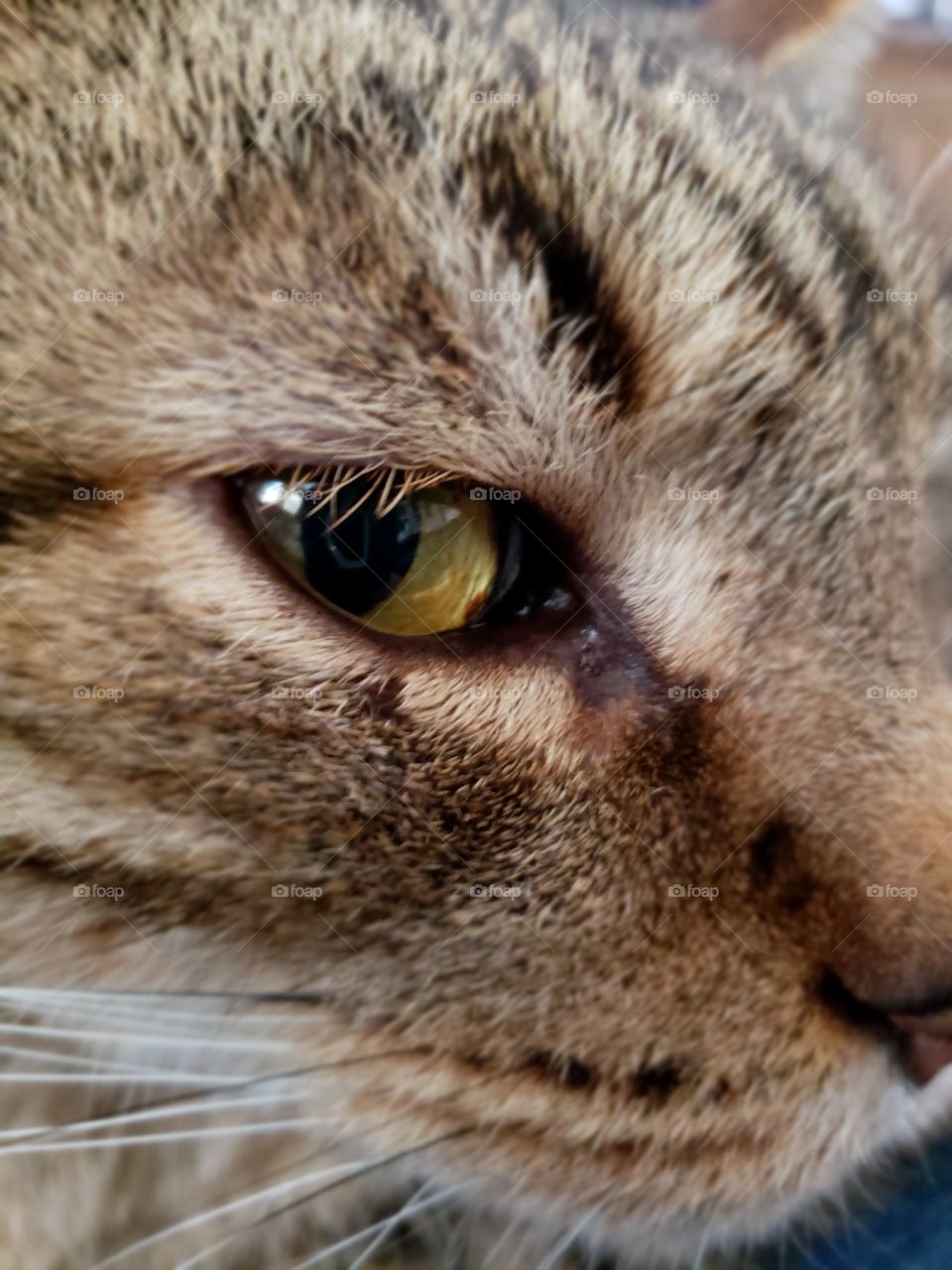 cats eye close up