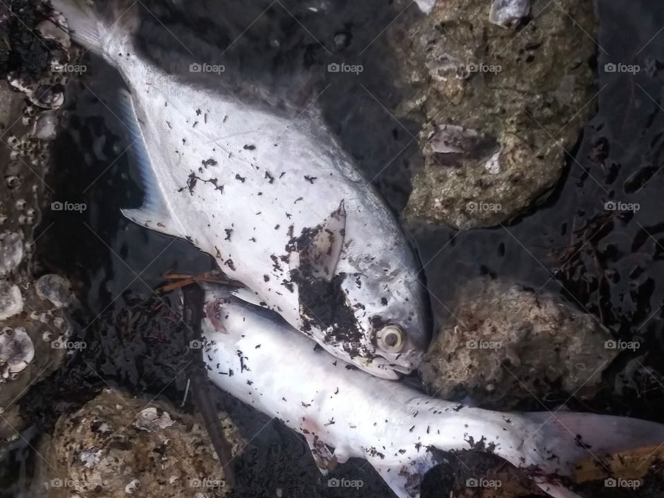 dead fish washed ashore from the deadly red tide in florida