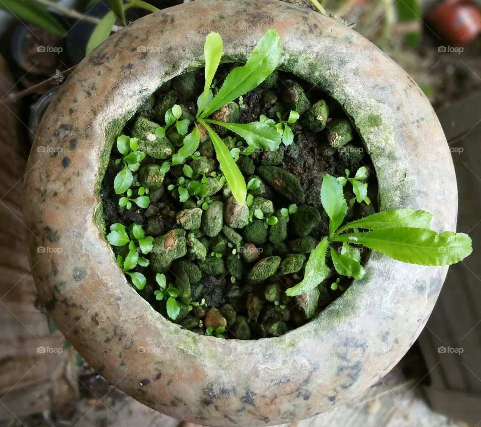 Coriander in a clay vase