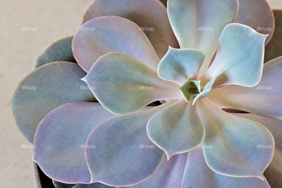 Close up of desert rose succulent seen from above