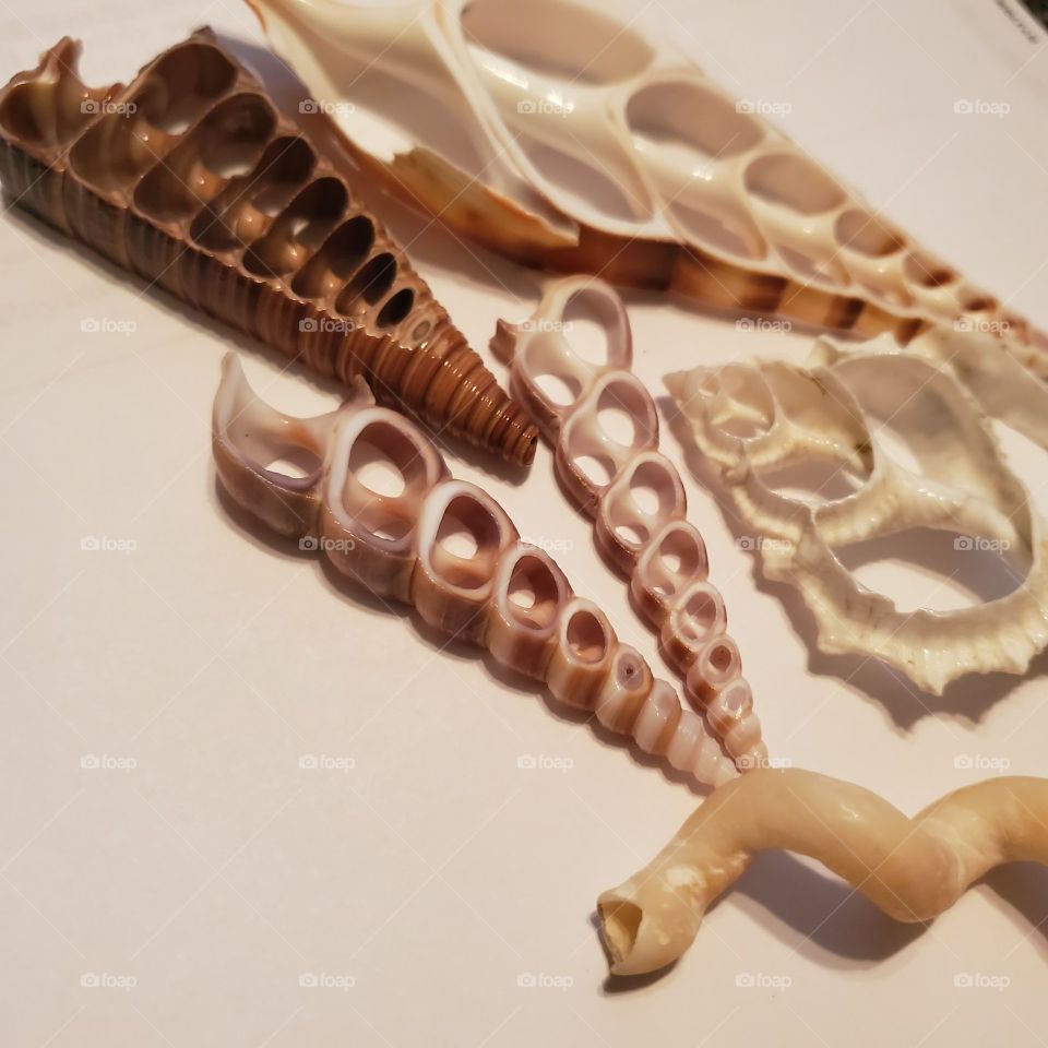 sea shells