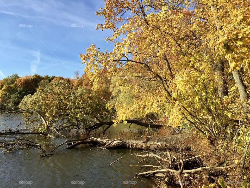 Gold autumn foliage against a blue sky