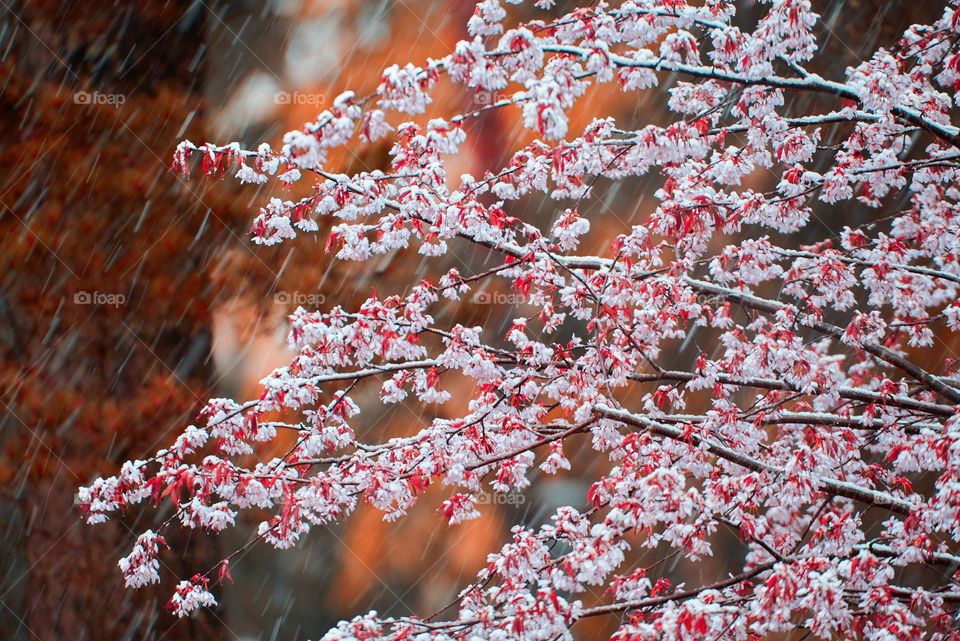 Cherry tree flowers and branches covered with melting wet snow during a sudden and unexpected snow storm in May in Helsinki, Finland.