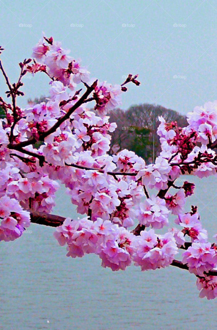 This is spring! Cherry Blossoms - Trees are blossoming and early flowers are pushing through the earth. Beautiful cherry blossoms around the Potomac river