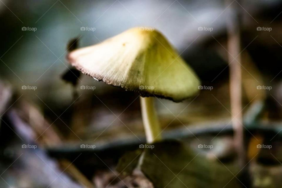 fungus