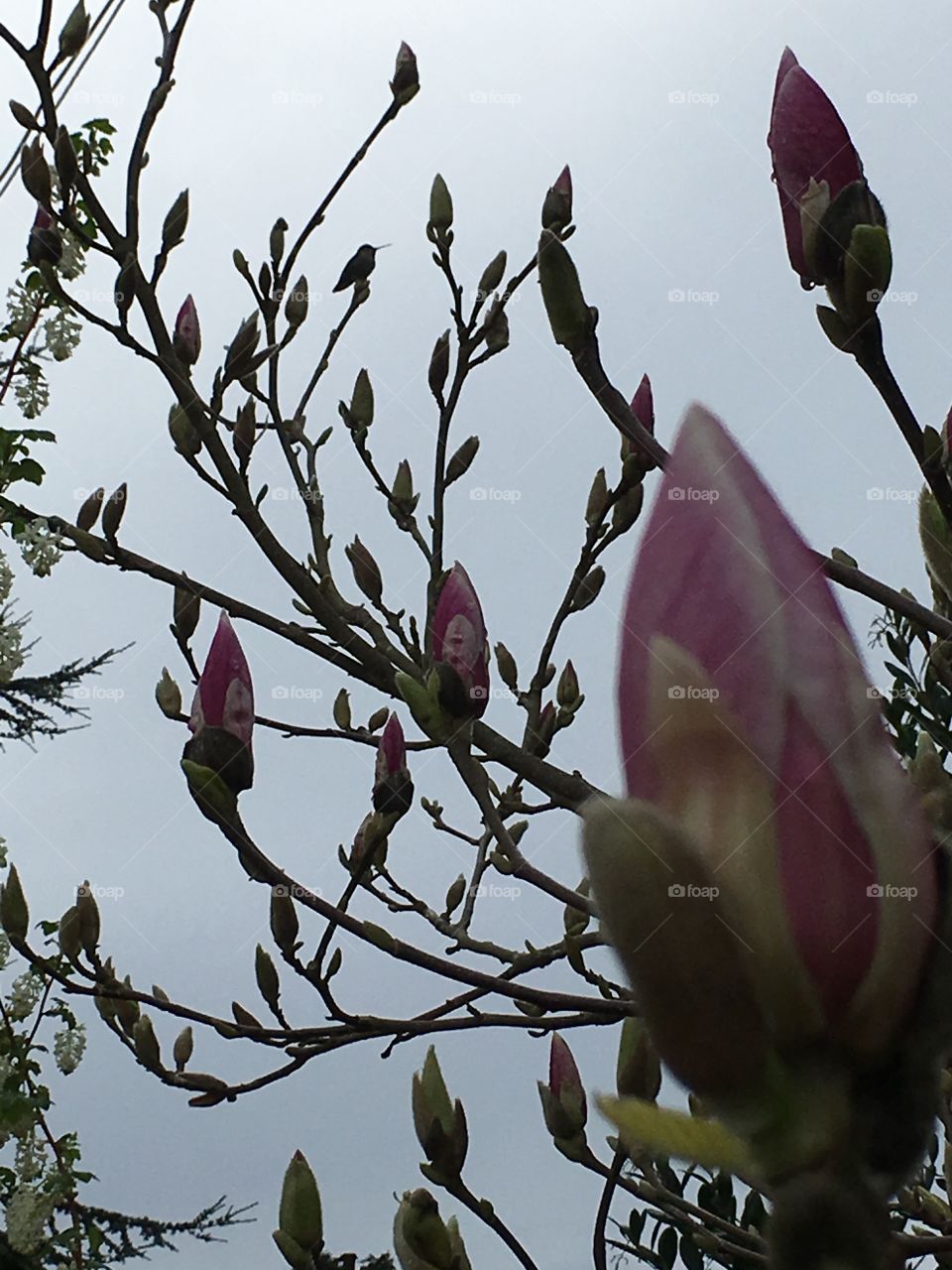 Magnolia and hummingbird  on a sunny morning