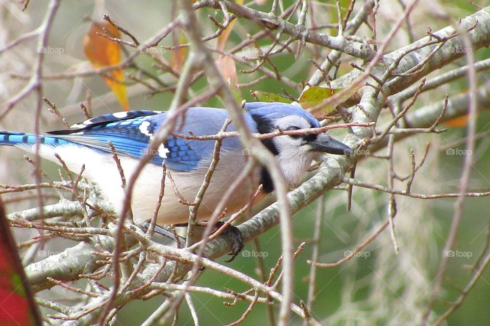 blue jay bird perched on mossy branch