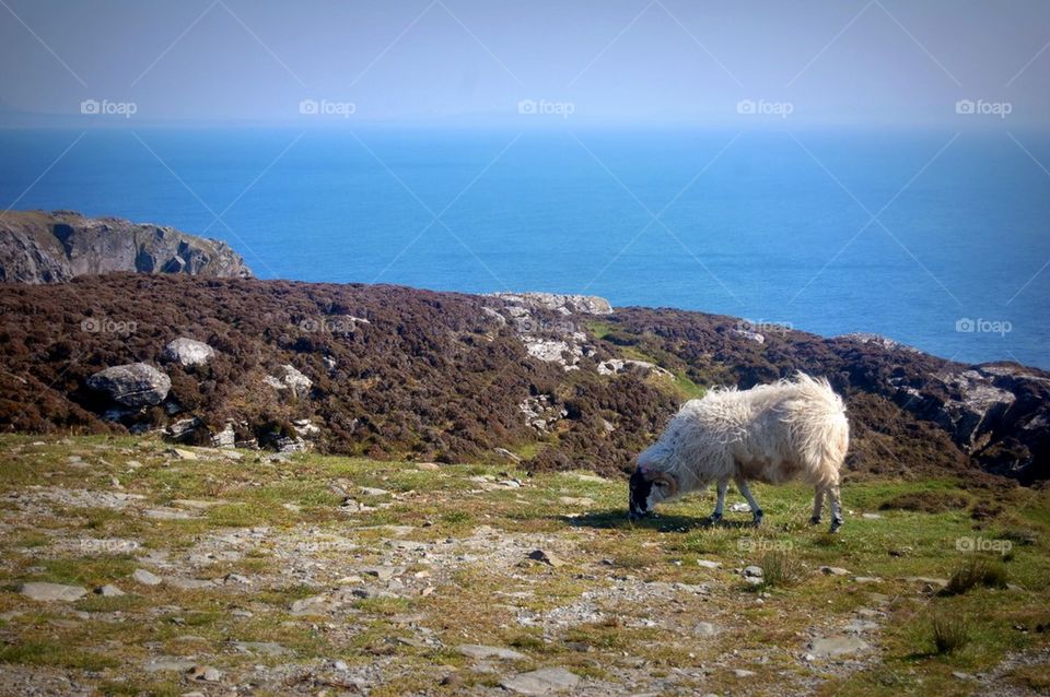 sheep with a view