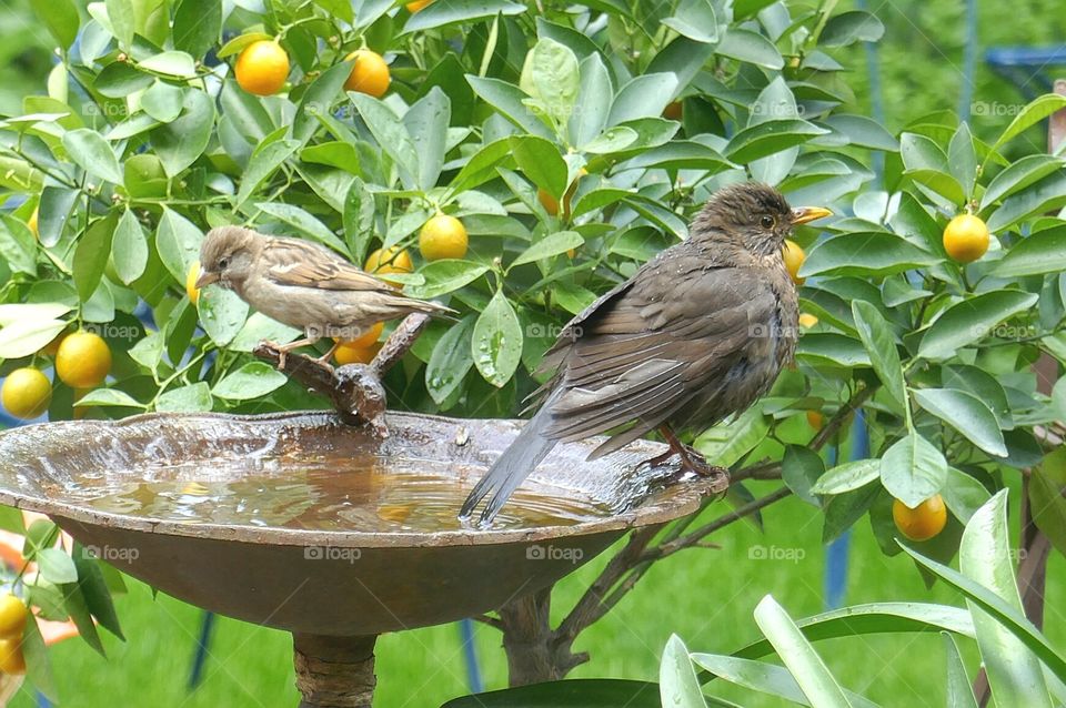 blackbird and sparrow