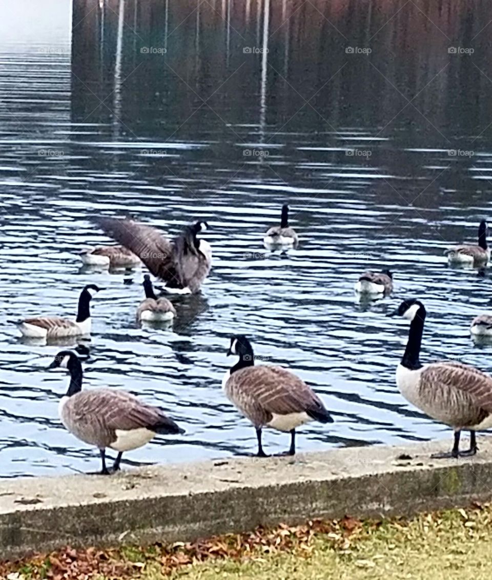 Goose flapping it's wings