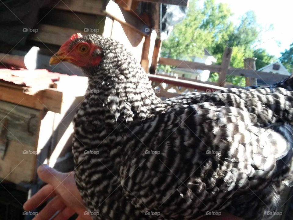 Poultry, Bird, Farm, Hen, Chicken