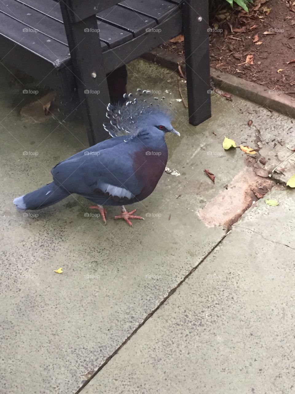 Blue pigeon 