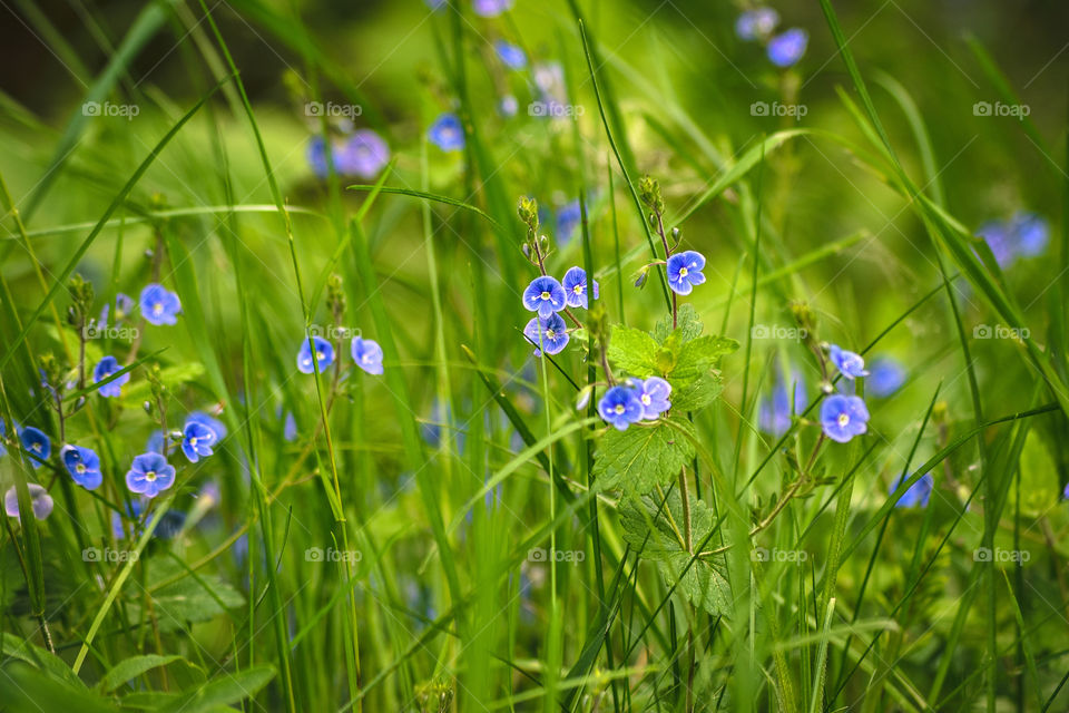 Spring flowers