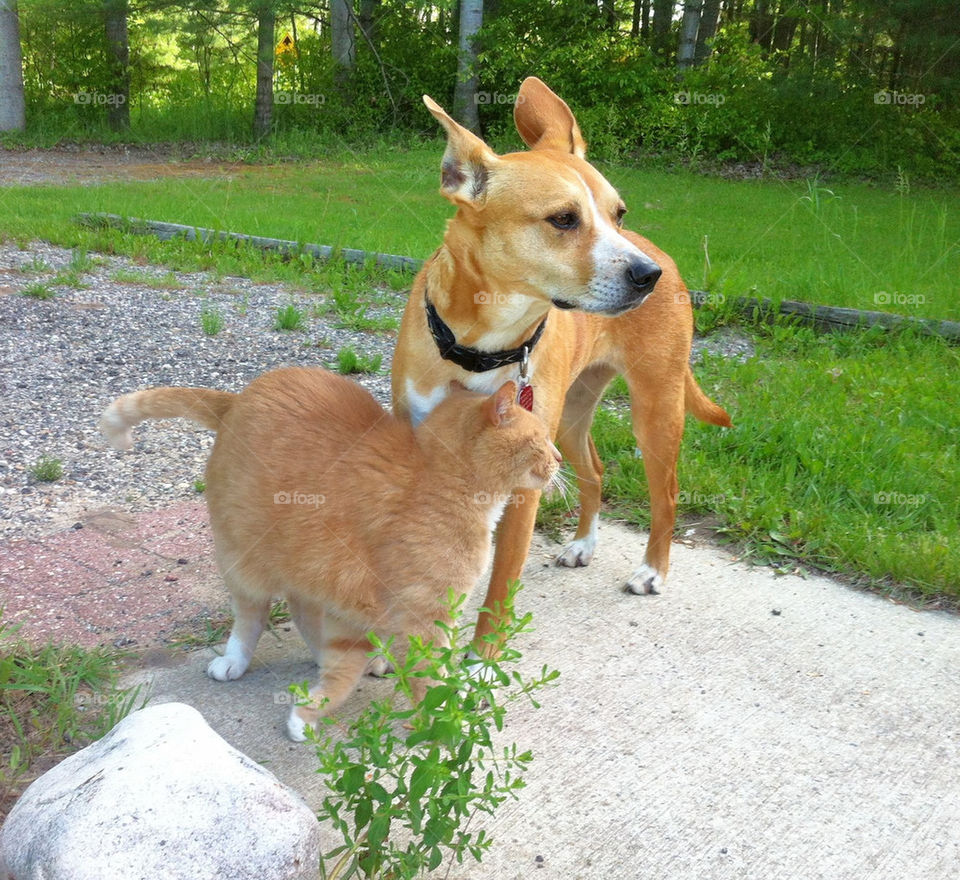 dog cat friends together by serenitykennedy