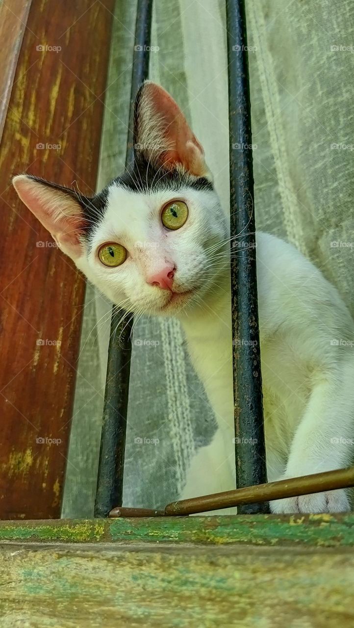 cat peeping through the window..