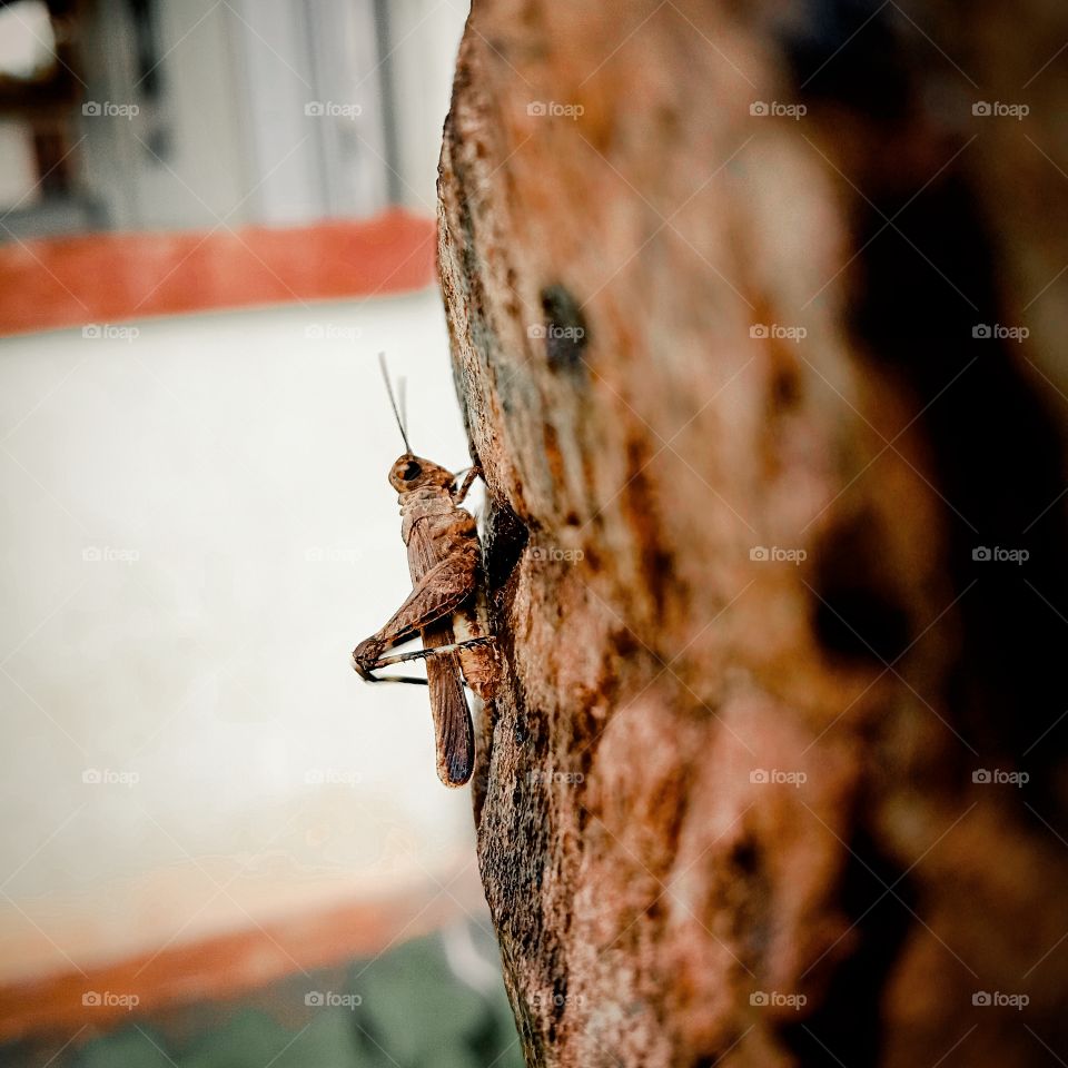 An awesome grasshopper got in my capture...🦗 😍