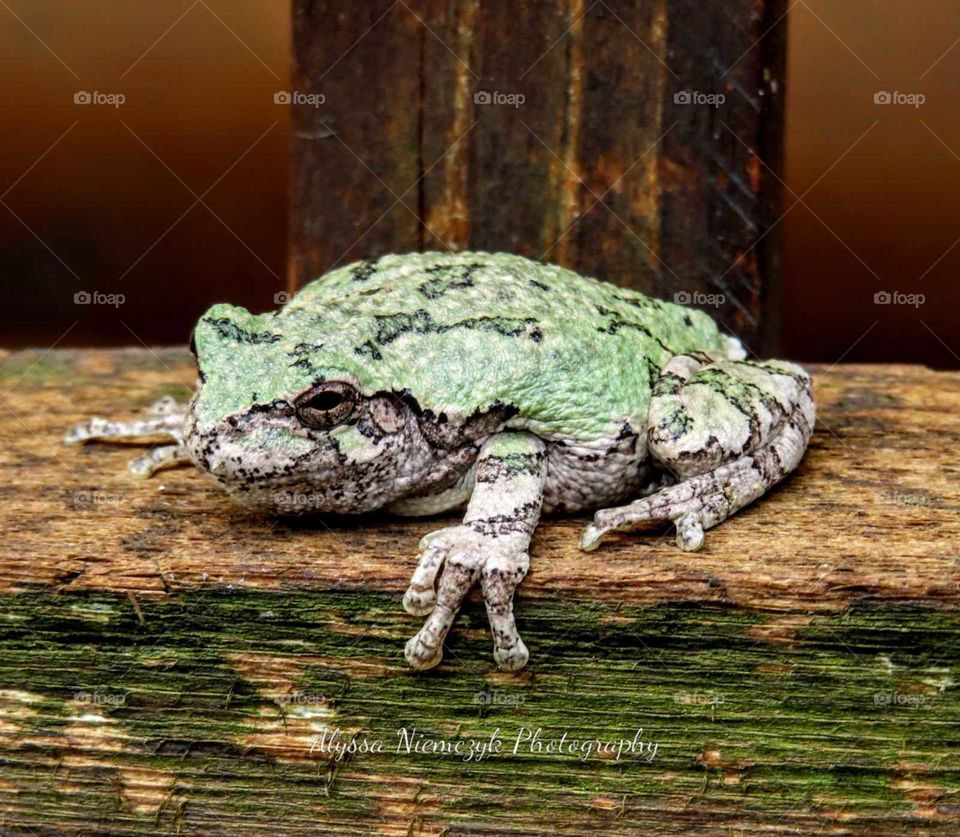 Friendly tree frog hanging out (chilling) with me. Beautiful mixture of browns and green light the way to my heart!