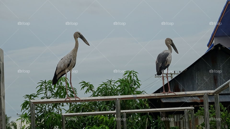 asian openbill bird. asian openbill bird life