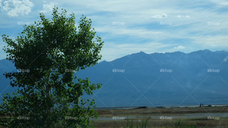 Tree with mountain backdrop.