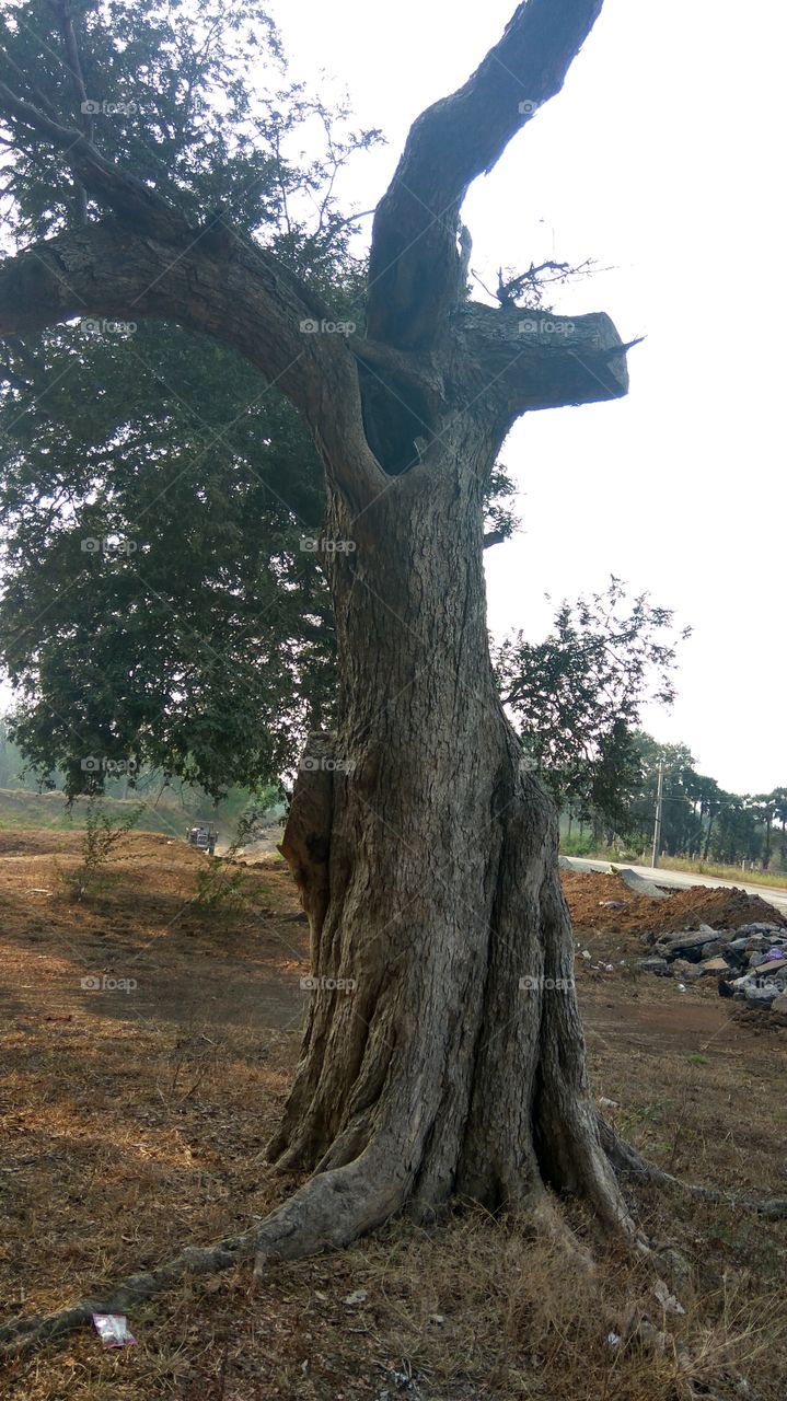 old tree dry tree