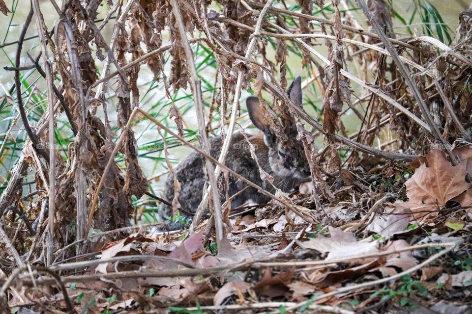 A wild rabbit in a wooded part of the city of Madrid