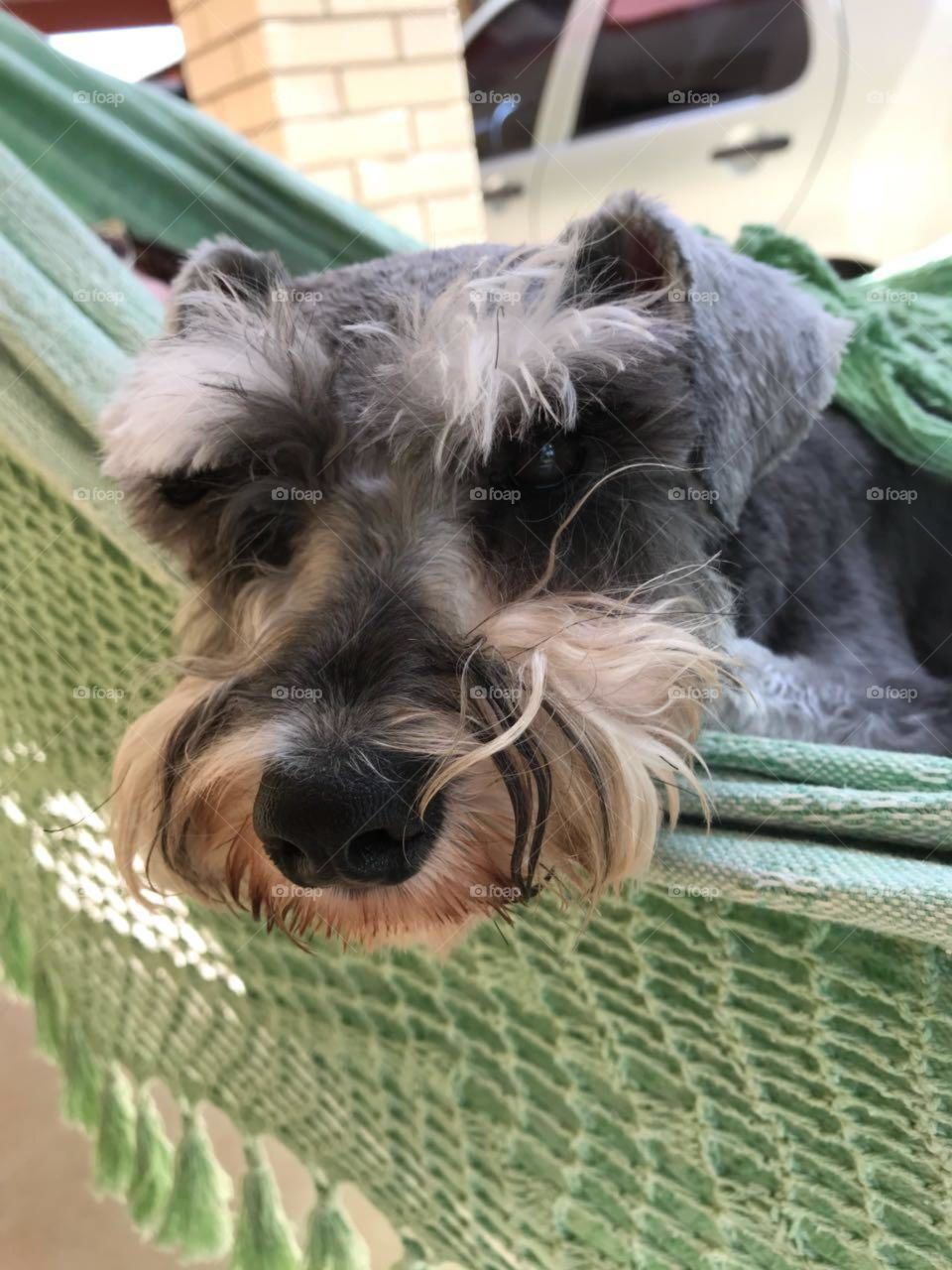 Schnauzer