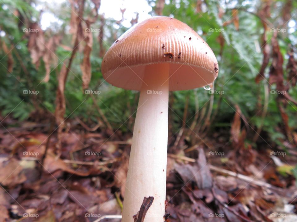 A view of fungus in the woods 