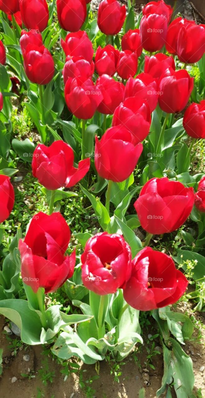 red Tulip