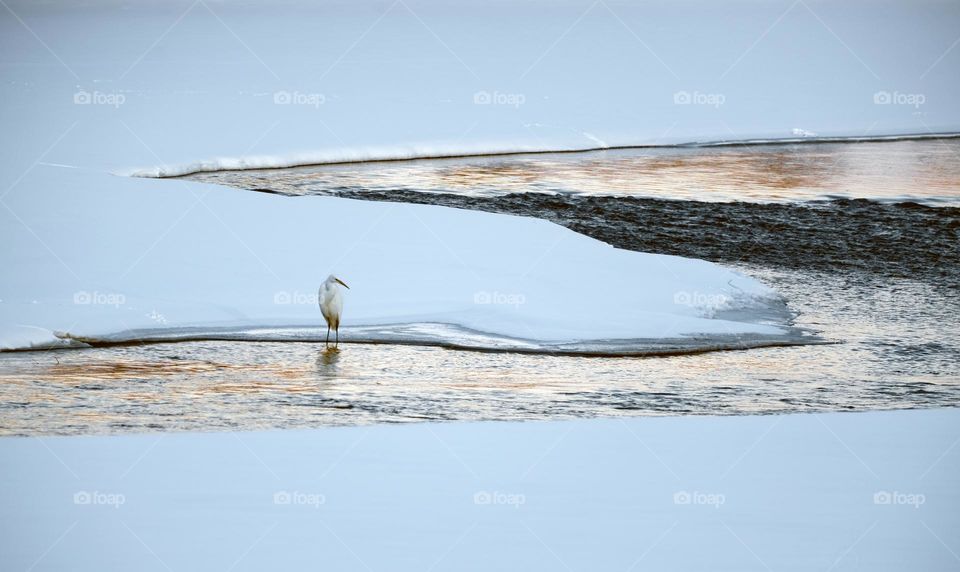 Heron in snowy land