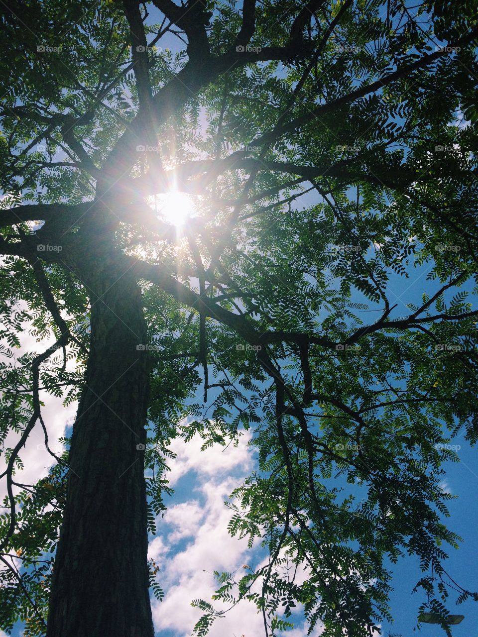 Magic sun on the trees
