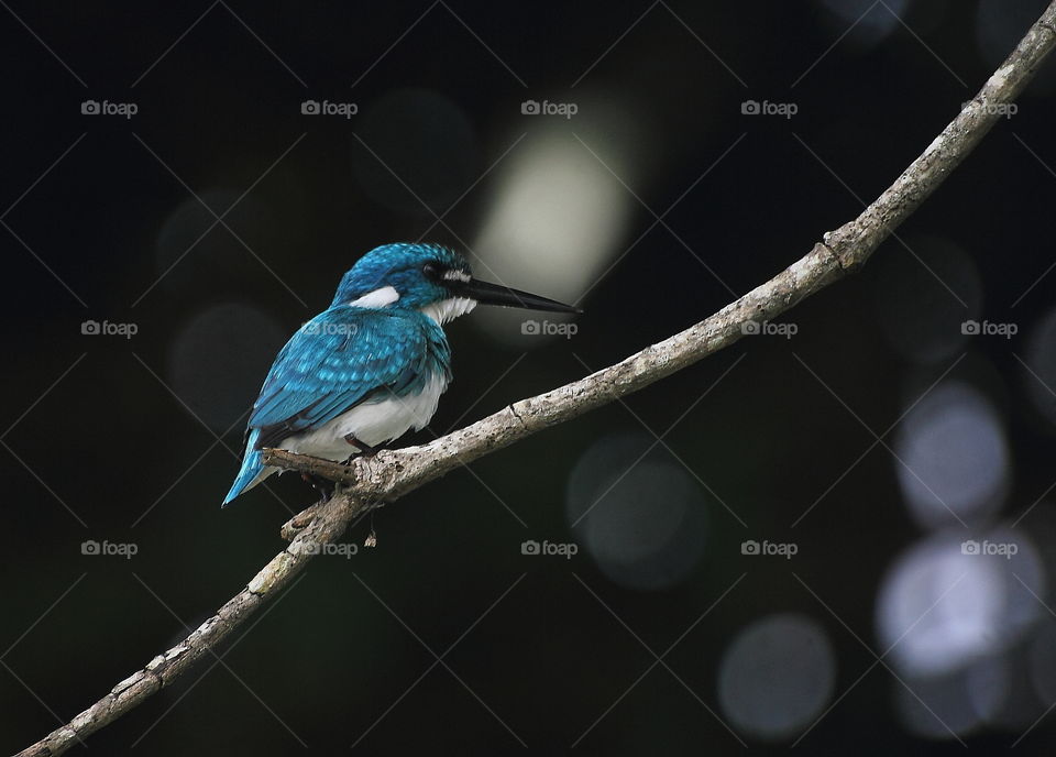 Small Blue Kingfisher . Species of kingfisher bird interest perching on at the branch of ficus . The bird's reach of its rest after feed the small fish at the pond . Stay cool for along minutes , and continue to reach the small fish again .