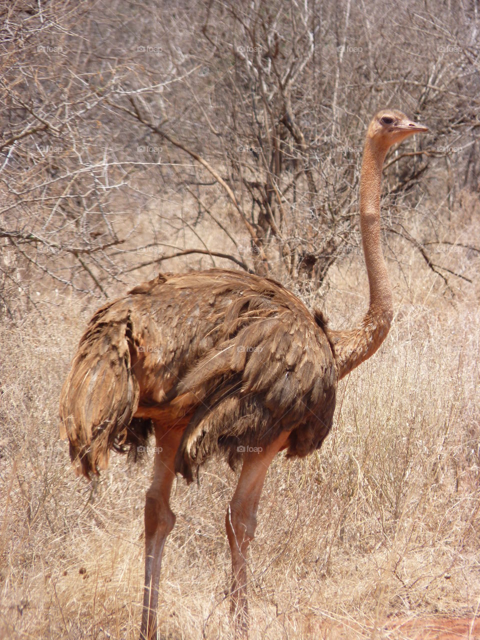 Tsavo Ostrich 