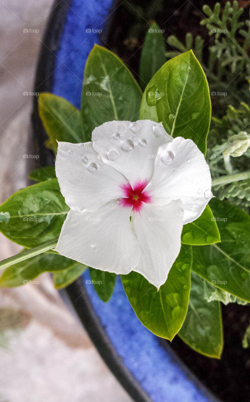 White vinca flower