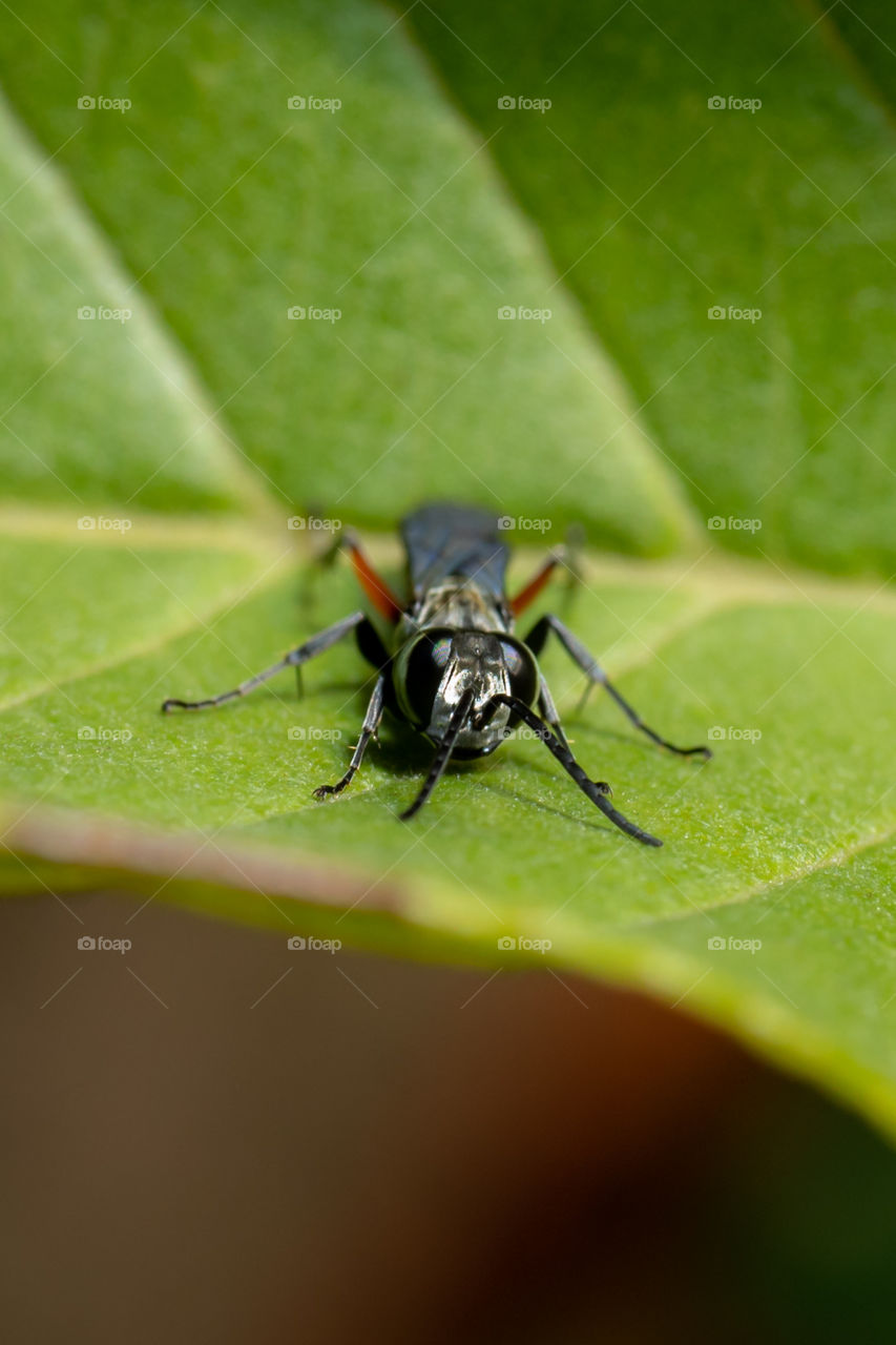 Wasps in the family Pompilidae are commonly called spider wasps, spider-hunting wasps, or pompilid wasps. The family is cosmopolitan, with some 5,000 species in six subfamilies.