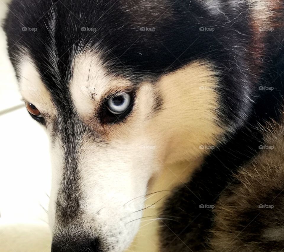 Husky portrait closeup