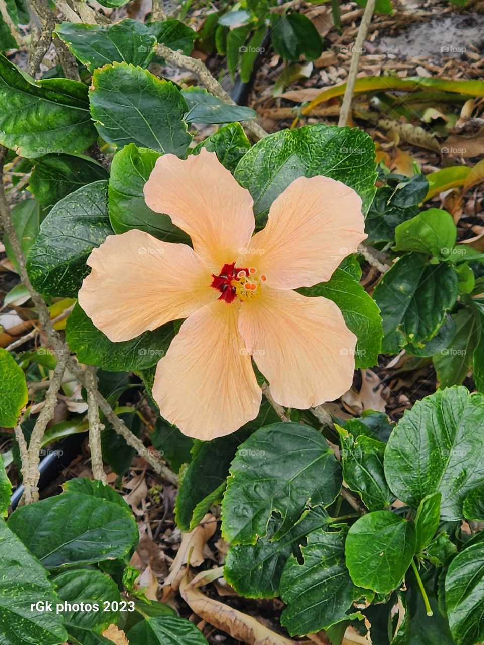peach hibiscus