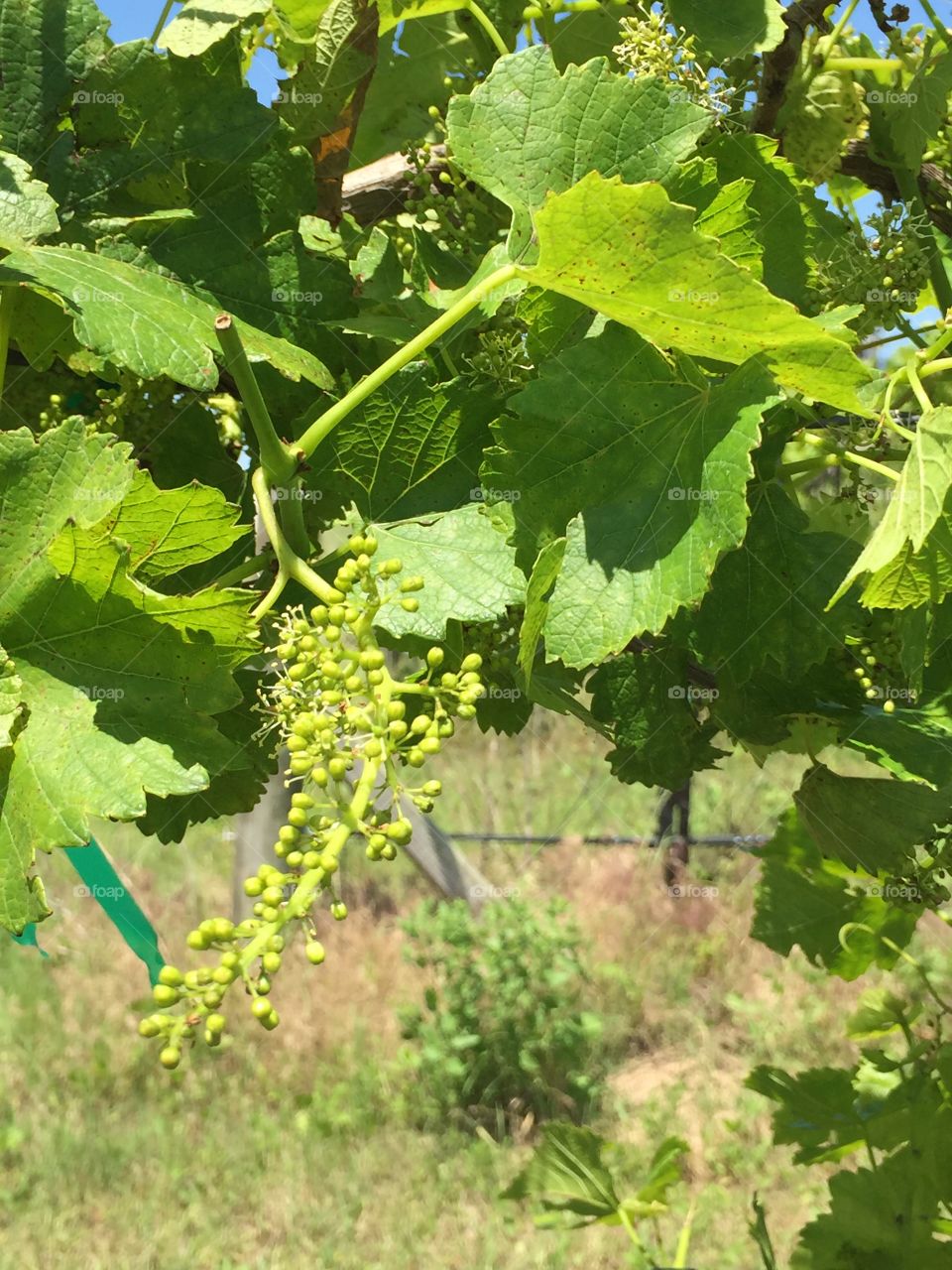Baby grapes on a vine